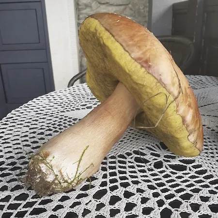 팜스테이 Lysa Gora 옐레니아구라