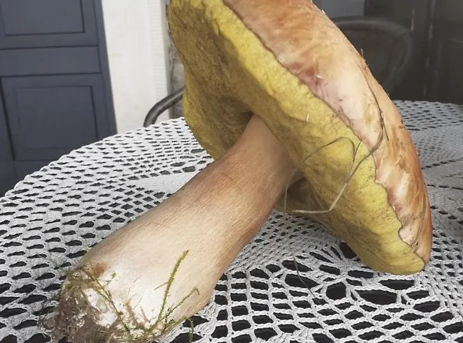 בית חווה Lysa Gora ילנייה גורה